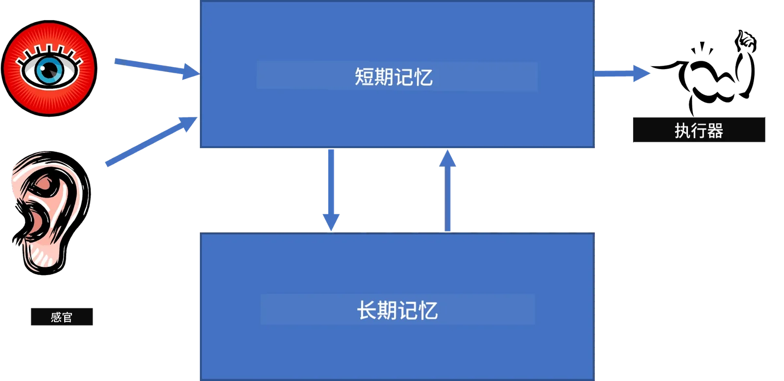 人类结构