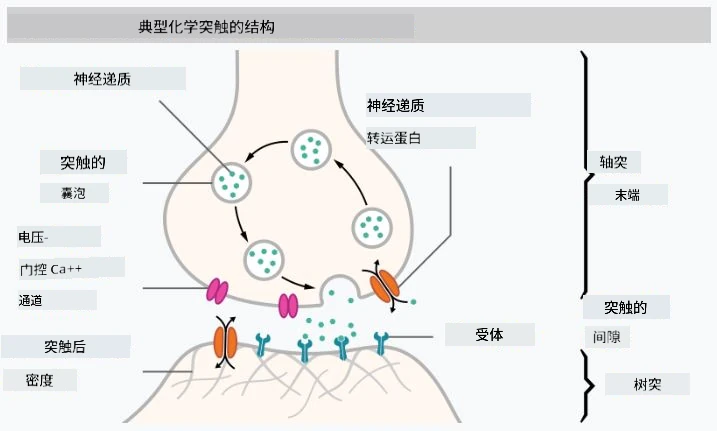 神经元模型